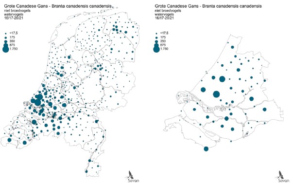 Zuid-Holland de meeste Grote Canadese Gans